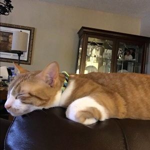 Meet your Posher, Cynthia